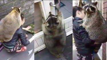 20 Raccoons Who Overindulged in Dumpster Food: A Humorous Look