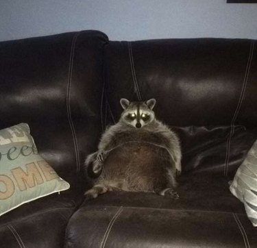 20 Raccoons Who Overindulged in Dumpster Food: A Humorous Look