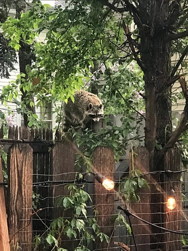 20 Raccoons Who Overindulged in Dumpster Food: A Humorous Look