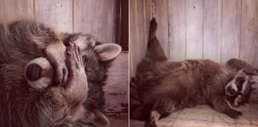 20 Raccoons Who Overindulged in Dumpster Food: A Humorous Look