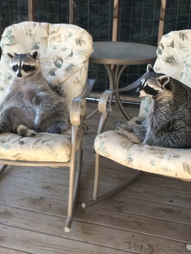 20 Raccoons Who Overindulged in Dumpster Food: A Humorous Look