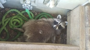 20 Raccoons Who Overindulged in Dumpster Food: A Humorous Look