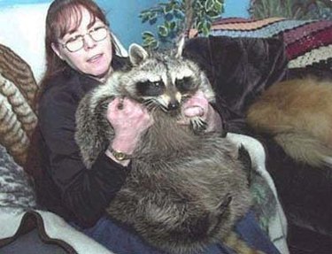20 Raccoons Who Overindulged in Dumpster Food: A Humorous Look