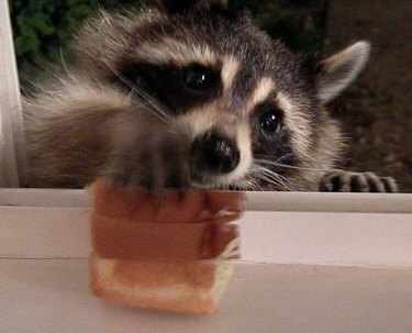 20 Raccoons Who Overindulged in Dumpster Food: A Humorous Look