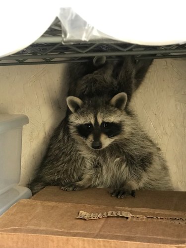 20 Raccoons Who Overindulged in Dumpster Food: A Humorous Look