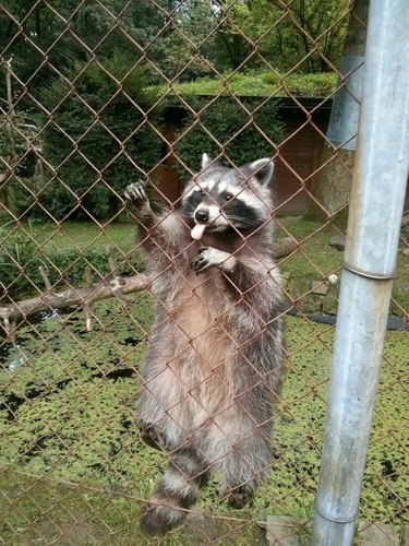20 Raccoons Who Overindulged in Dumpster Food: A Humorous Look