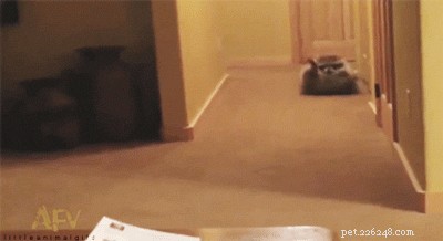 20 Raccoons Who Overindulged in Dumpster Food: A Humorous Look