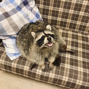 20 Raccoons Who Overindulged in Dumpster Food: A Humorous Look