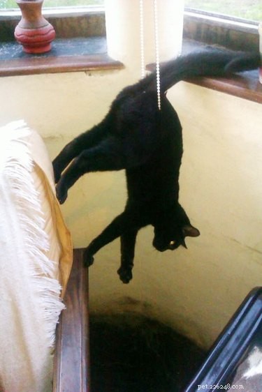 20 Hilarious Pets Caught in Everyday Mishaps