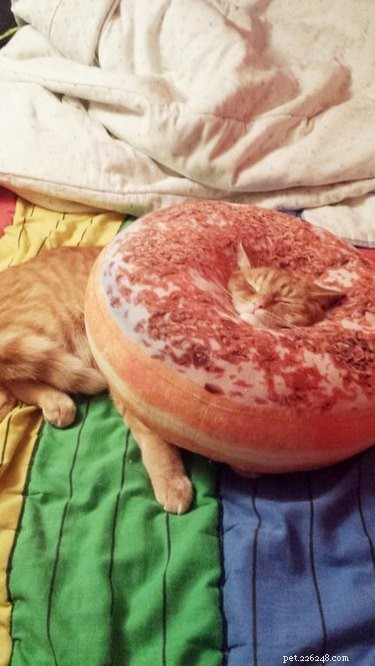 20 Hilarious Pets Caught in Everyday Mishaps