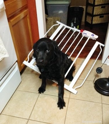 20 Hilarious Pets Caught in Everyday Mishaps