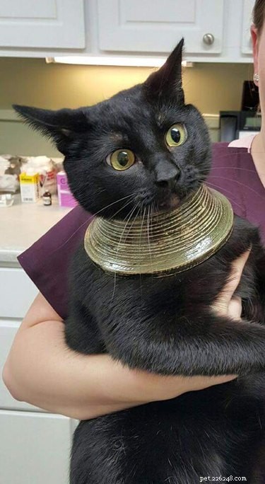20 Hilarious Pets Caught in Everyday Mishaps