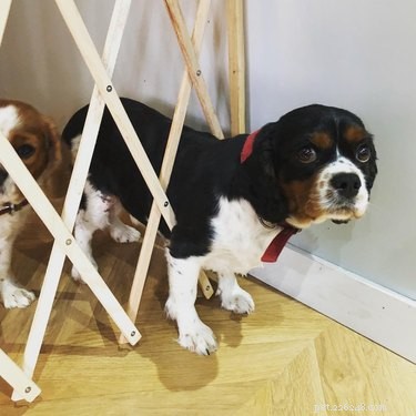 20 Hilarious Pets Caught in Everyday Mishaps