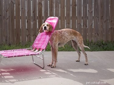 20 Hilarious Pets Caught in Everyday Mishaps
