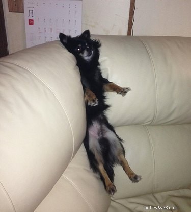20 Hilarious Pets Caught in Everyday Mishaps