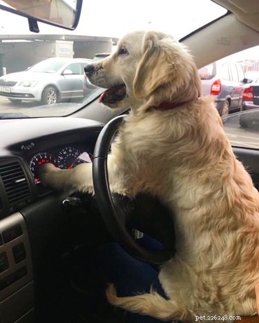 20 Hilarious Pets Caught in Everyday Mishaps