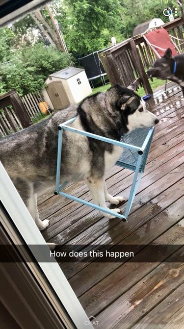 20 Hilarious Pets Caught in Everyday Mishaps