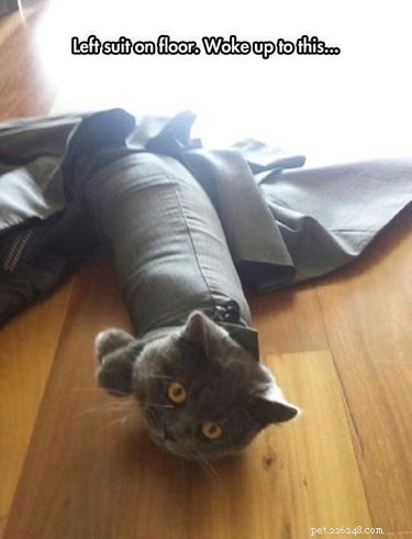 20 Hilarious Pets Caught in Everyday Mishaps