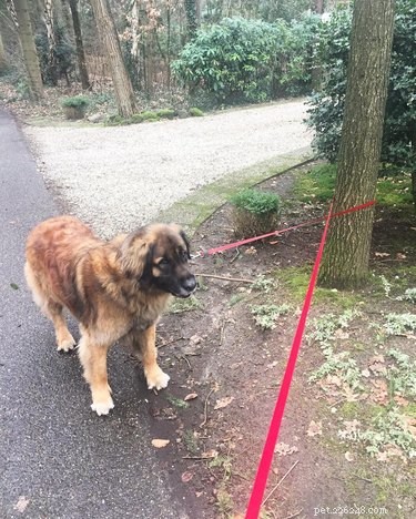 20 Hilarious Pets Caught in Everyday Mishaps