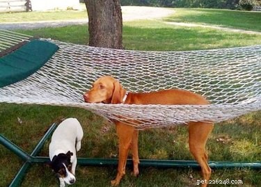 20 Hilarious Pets Caught in Everyday Mishaps