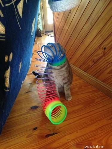 20 Hilarious Pets Caught in Everyday Mishaps