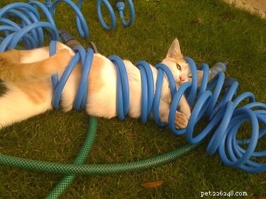20 Hilarious Pets Caught in Everyday Mishaps