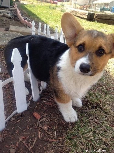 20 Hilarious Pets Caught in Everyday Mishaps