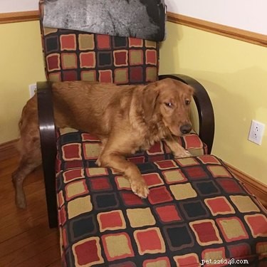 20 Hilarious Pets Caught in Everyday Mishaps