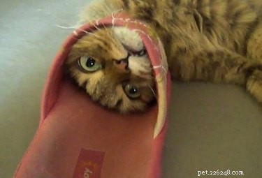 20 Hilarious Pets Caught in Everyday Mishaps