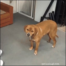 26 Cats & Dogs Who Flopped at Their One Task