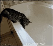 26 Cats & Dogs Who Flopped at Their One Task