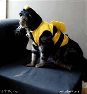 26 Cats & Dogs Who Flopped at Their One Task