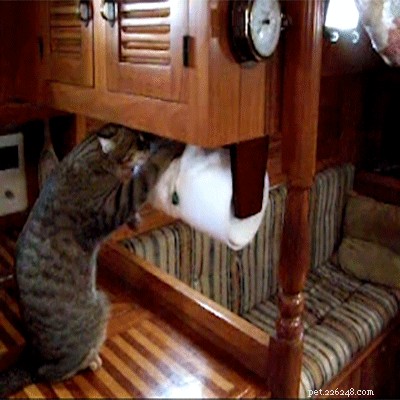 26 Cats & Dogs Who Flopped at Their One Task