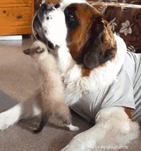 26 Cats & Dogs Who Flopped at Their One Task