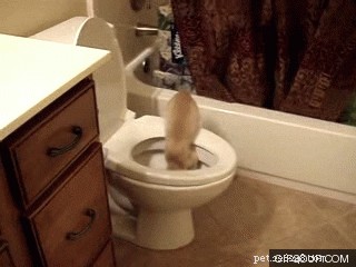 26 Cats & Dogs Who Flopped at Their One Task