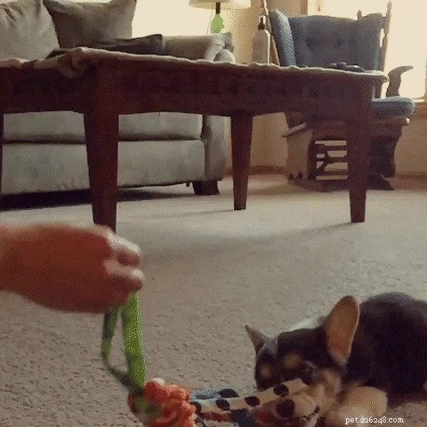 26 Cats & Dogs Who Flopped at Their One Task