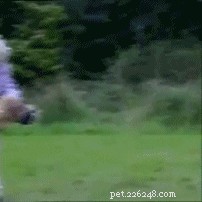 26 Cats & Dogs Who Flopped at Their One Task