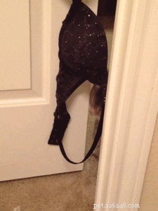 26 Cats & Dogs Who Flopped at Their One Task