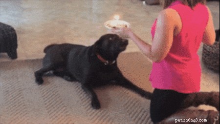 26 Cats & Dogs Who Flopped at Their One Task