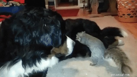 26 Cats & Dogs Who Flopped at Their One Task