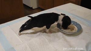 26 Cats & Dogs Who Flopped at Their One Task