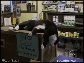 26 Cats & Dogs Who Flopped at Their One Task