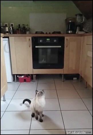 26 Cats & Dogs Who Flopped at Their One Task