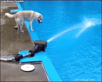 26 Cats & Dogs Who Flopped at Their One Task