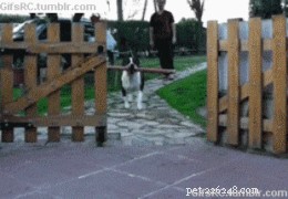 26 Cats & Dogs Who Flopped at Their One Task