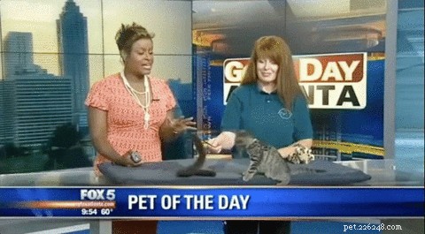 26 Cats & Dogs Who Flopped at Their One Task