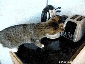 26 Cats & Dogs Who Flopped at Their One Task