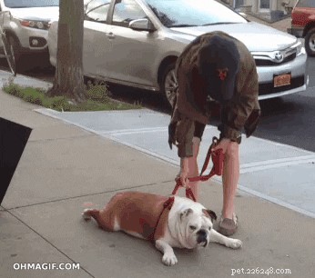 26 Cats & Dogs Who Flopped at Their One Task