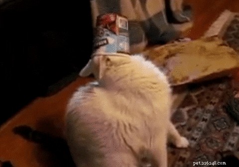 26 Cats & Dogs Who Flopped at Their One Task