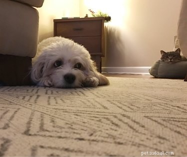 21 Funny Pranks Cats & Dogs Pull That Will Leave You Laughing
